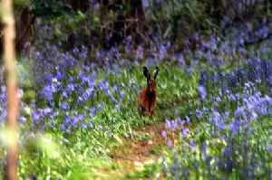 18 beautiful photos of the best bluebell woods around the West Midlands