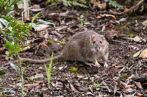 Households warned they 'risk rats' if they make these garden errors