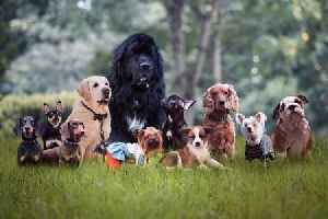 Five common dog breeds vet says he would 'never own'