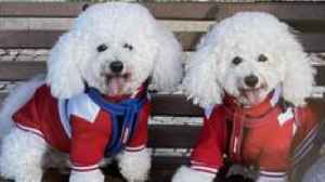 Pet owners hit with steep bills after EU passport rule change