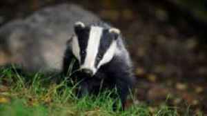 Badger burrows force rural road closure due to collapse risk