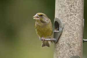 Bird expert warning as signs you should pause bird feeding in your garden now