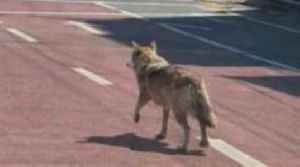 South Korea police arrest man for posting AI photo of runaway wolf