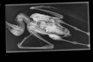 Seagull shot to death in Merthyr Tydfil