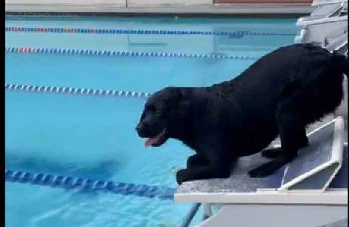 WATCH: Black Lab Does Something No Human Could Do at the Olympics — Keep Up With Gold Medal-Winning Swimmer Caeleb Dressel