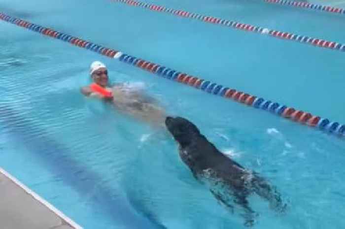 Speedy Labrador races Olympic gold medallist Caeleb Dressel in swimming pool