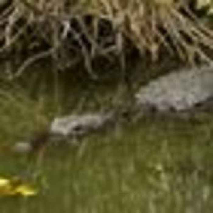 Human remains found inside alligator suspected of attacking man in Hurricane Ida floods