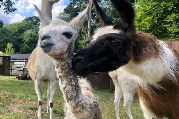 Gladys the llama welcomes new cria at Sewerby zoo