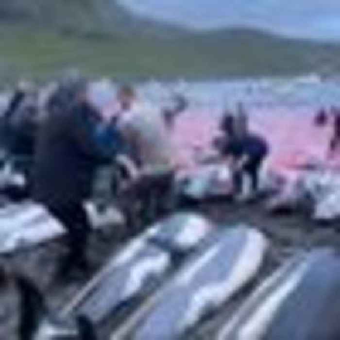 Faroe Islands pledges review of dolphin killing regulations after uproar over record slaughter