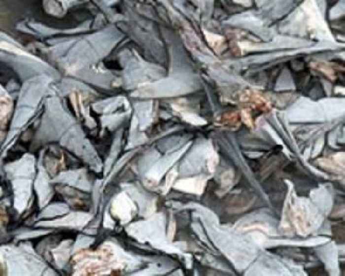 More than 3,000 shark fins confiscated in Colombia