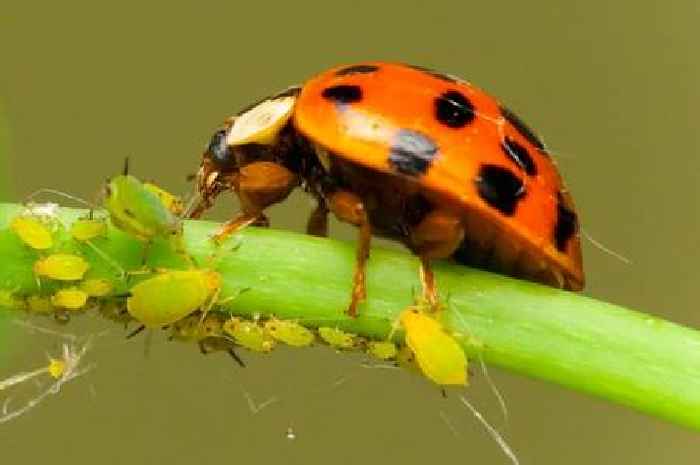 Ladybird 'plague' has got homes 'under siege' this week