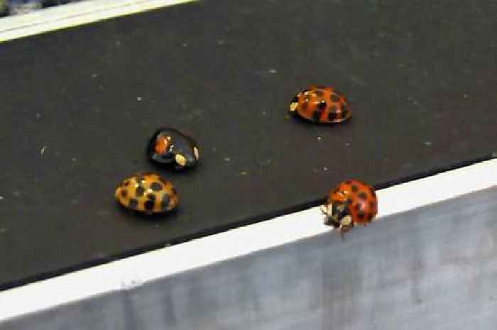 Ladybird 'plague' has got UK homes 'under siege' this week