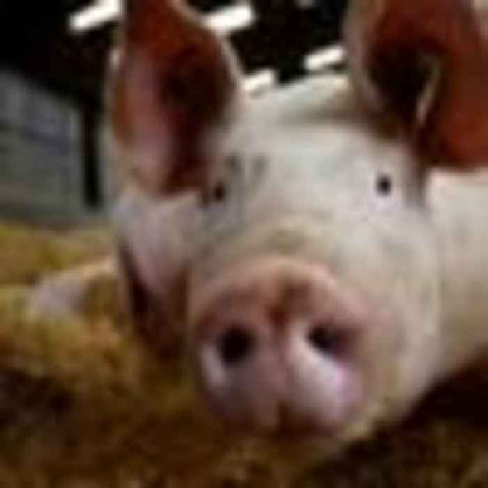 6,000 pigs culled and destroyed due to a shortage of butchers