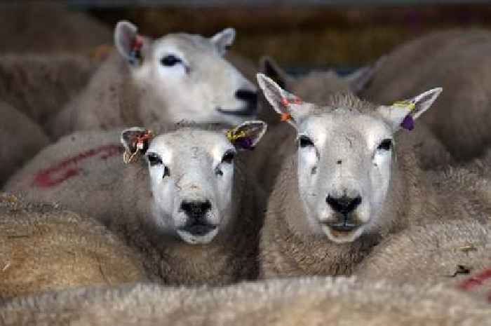 Farmers criticise New Zealand trade deal as pub owner says Welsh lamb is too expensive