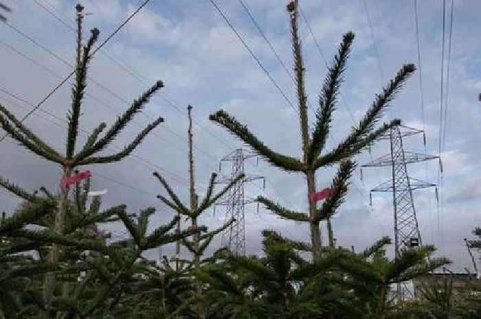 Exeter's Plants Galore offer up Christmas heaven