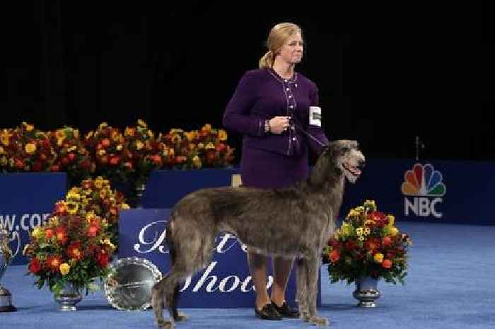 Outlander star Caitriona Balfe's delight as Scottish deerhound named after Claire wins National Dog Show