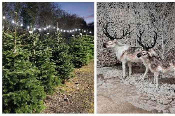 Inside Kidderminster's 'Christmas tree avenue' where you can pick your own from a field