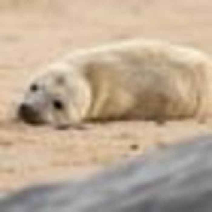 Police appeal after motorcyclists seen riding over a seal pup