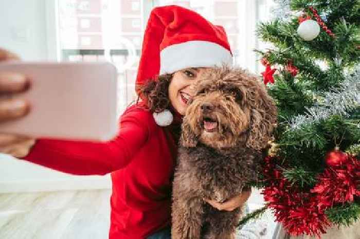 The Christmas treats that could be toxic for your dog