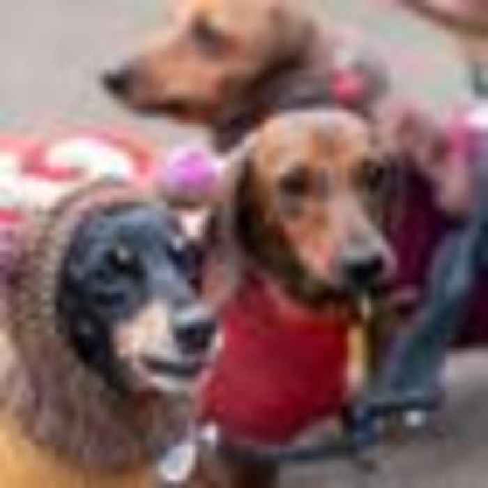 Dachshund through the snow: Sausage dogs enjoy annual fancy dress walk