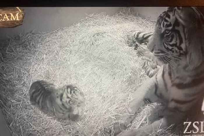 ‘Cubcam’ captures first moments after rare tiger is born at London Zoo