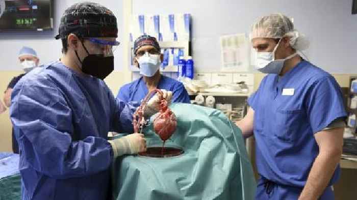 Genetically Modified Pig Heart Transplanted Into Human Patient