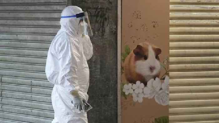 Hong Kong To Kill 2,000 Animals After Hamsters Get COVID-19