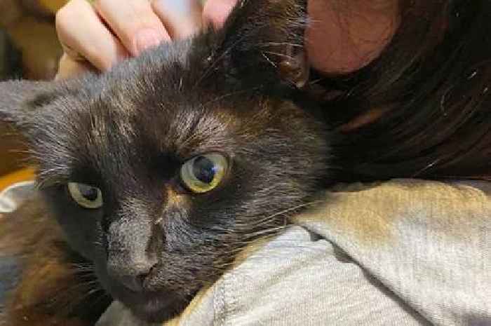 Delighted mum reunited with missing cat after recognising meow on phone call