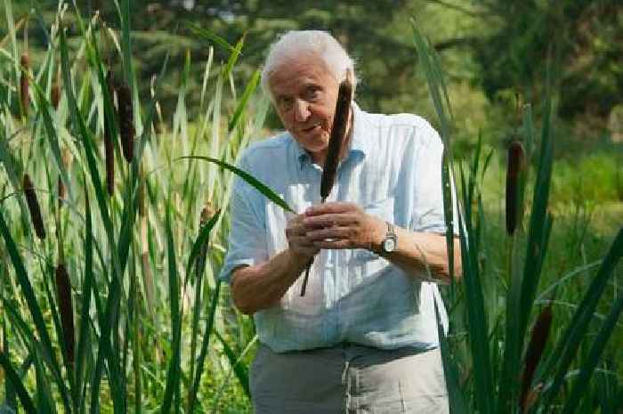 Green Planet viewers call Sir David Attenborough's Cambridge Botanic Garden visit highlight of their evening