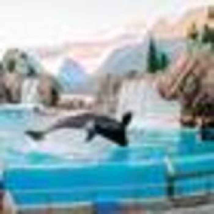 Killer whale trainer warns captive orca could kill again
