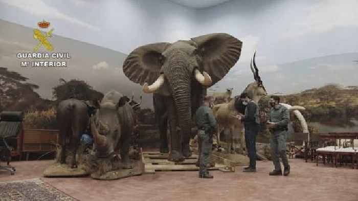 Spain Probes Private Taxidermy Museum With 1,000 Animals