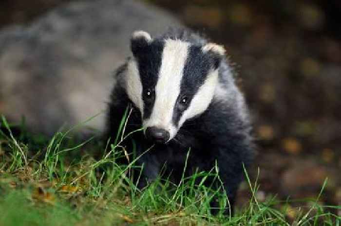 Somerset's annual badger cull costs £600,000 a year to police