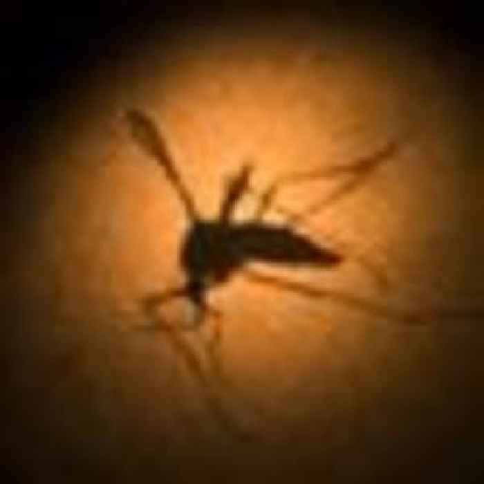 Zika virus a mutation away from becoming more harmful, say scientists