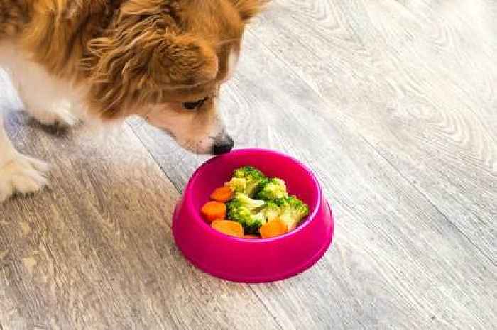 Vegan diets are better and 'less hazardous' for dogs than meat, study finds