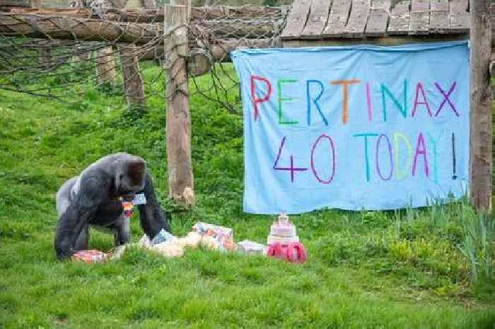 Britain's oldest male gorilla turns 40 - and is given 40 treats