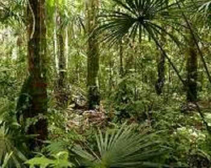 Huge Amazon swamp carbon stores under threat
