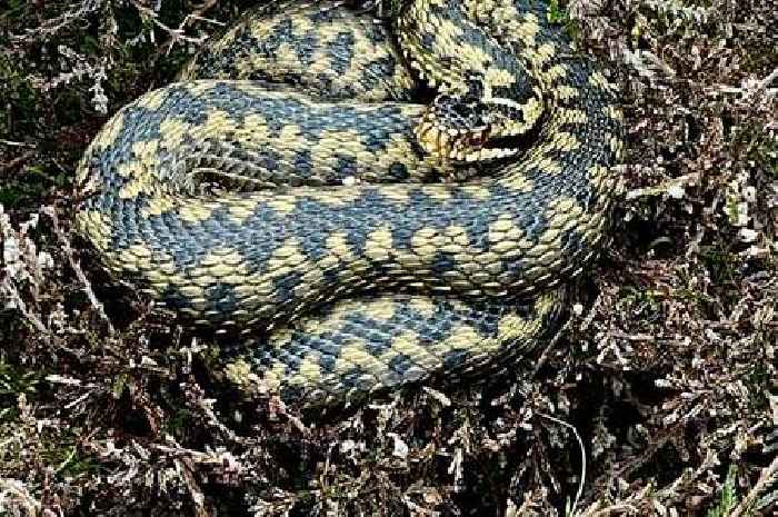 Snake warning as Scots hillwalker spots huge adder on hike amid warm weather