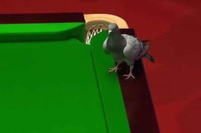 World Snooker Championship halted after pigeon raids Crucible and waddles on table