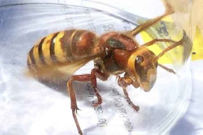 Experts issue warning over giant 'murder hornets' as insects set to invade the UK