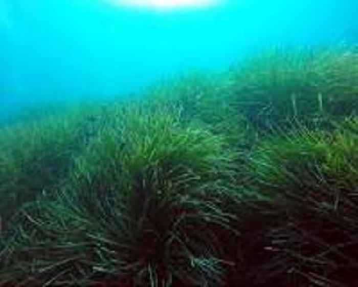 Sweet spots in the sea: Mountains of sugar under seagrass meadows