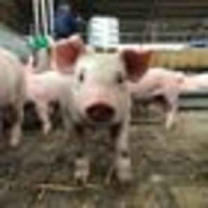 'Destruction of UK pig sector' looms unless Tesco pulls its weight, chain is warned