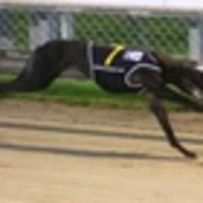 Greyhound racing: Charlotte Lu headlines New Zealand Oaks