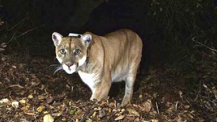 The Legacy Of P-22: Hollywood's Famous Mountain Lion