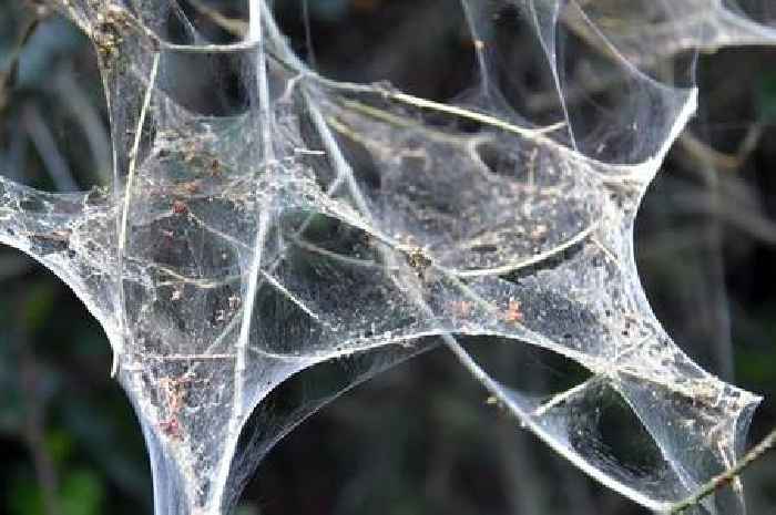 The haunting looking tree in Cardiff engulfed in caterpillar webs that covers people in creepy crawlies