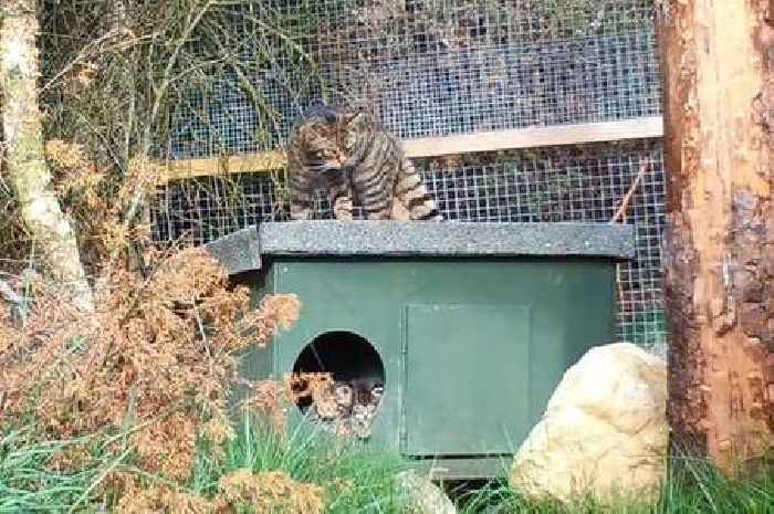Wildcat kittens born at Highland park will be first to be released into the wild in UK