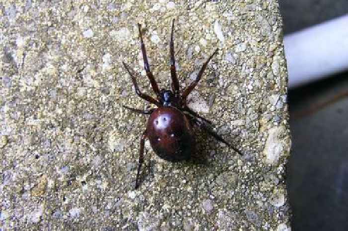Warm weather leads to invasion of venomous false widow spiders in UK