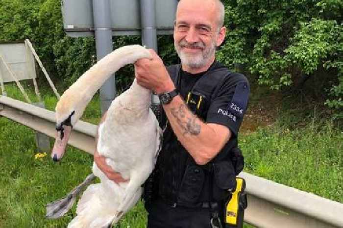 Essex Police channel Simon Pegg and Nick Frost in Hot Fuzz style swan rescue at A131 near Great Notley