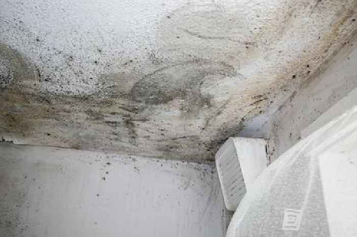 Family forced to live out of bags and boxes as flat is infested with mould
