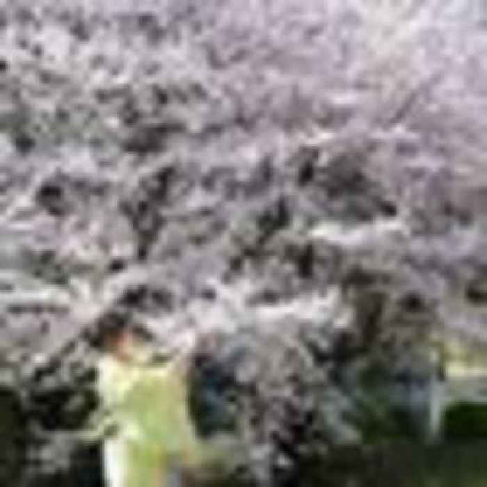 Kyoto cherry blossom season altered by climate change and urban development
