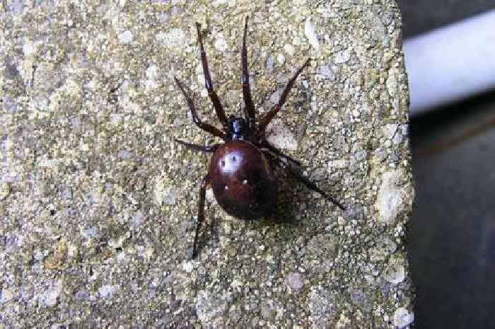 Warning as warm weather to bring surge in numbers of venomous false widow spiders